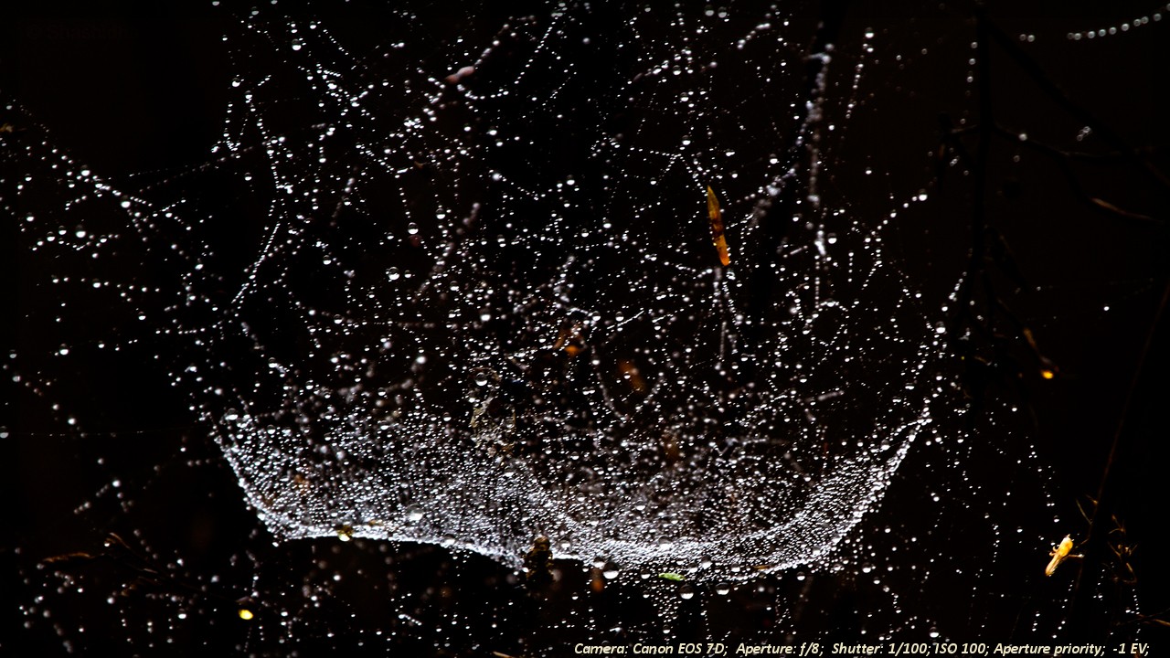 Glimpses of Kaadumedu