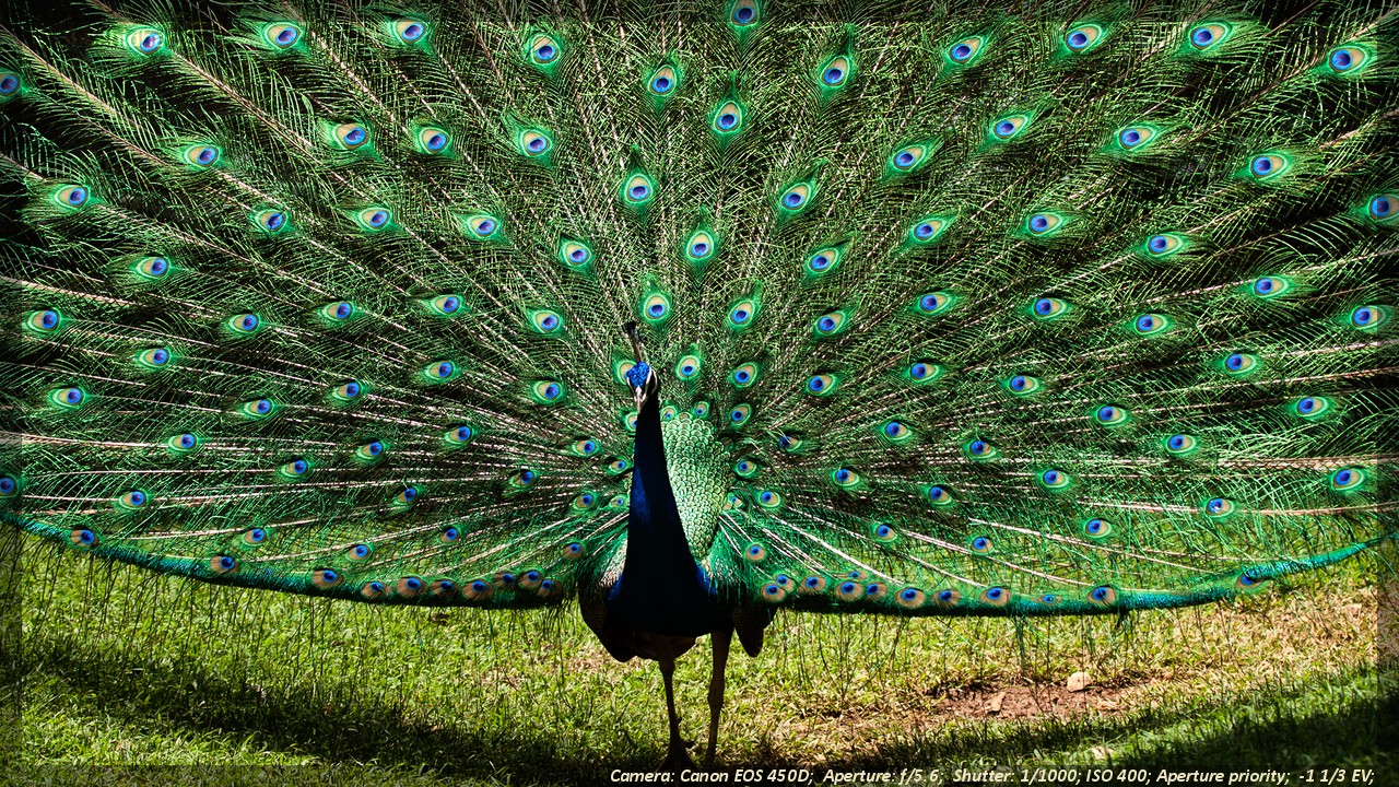 Glimpses of Kaadumedu