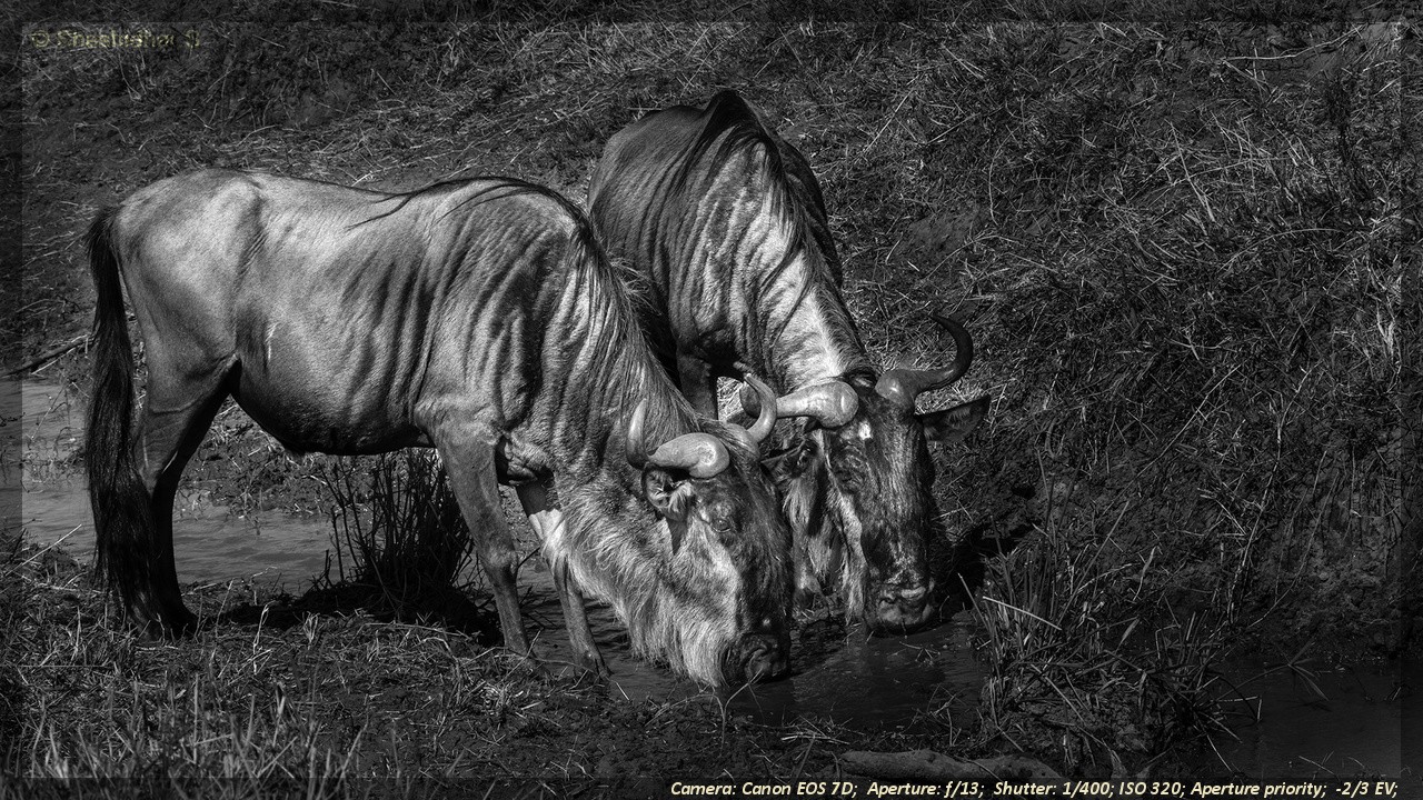 Glimpses of Kaadumedu