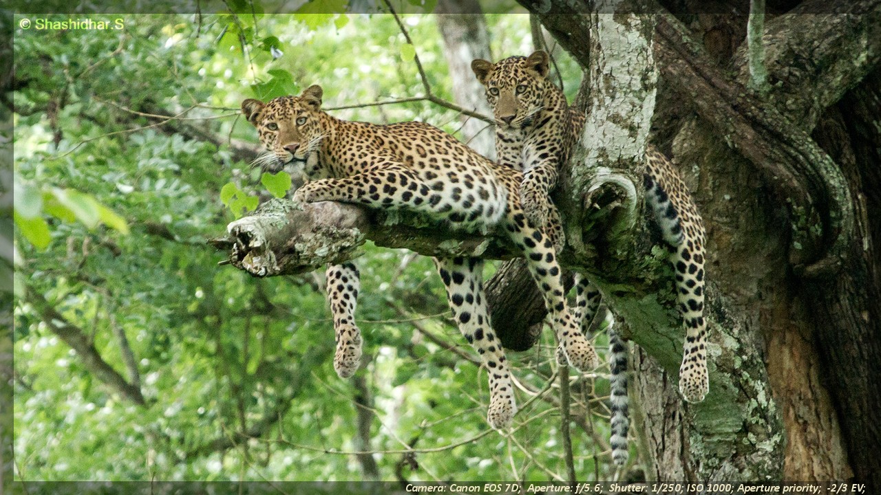 Glimpses of Kaadumedu