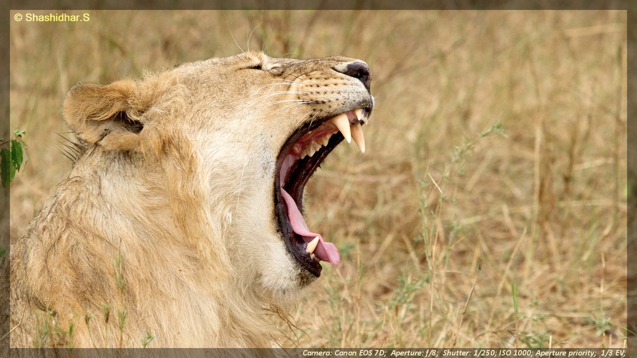 Glimpses of Kaadumedu