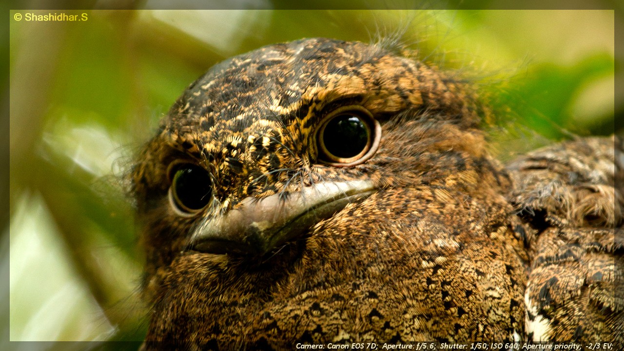 Glimpses of Kaadumedu