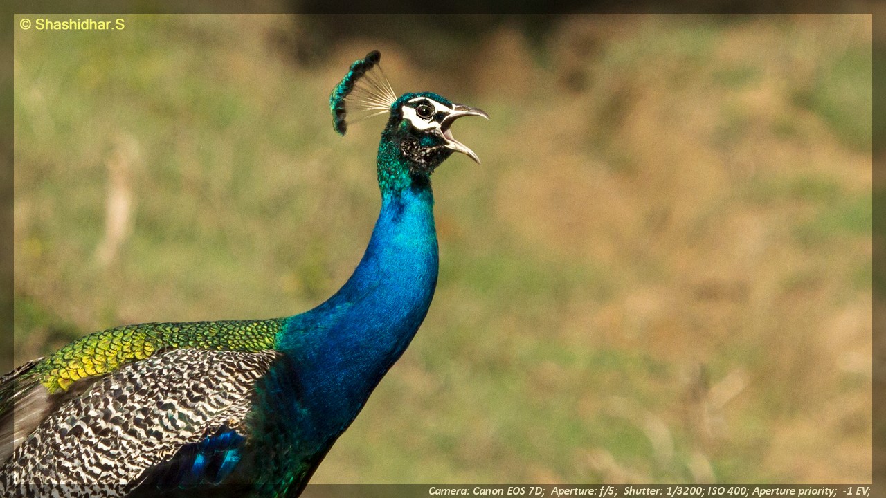 Glimpses of Kaadumedu