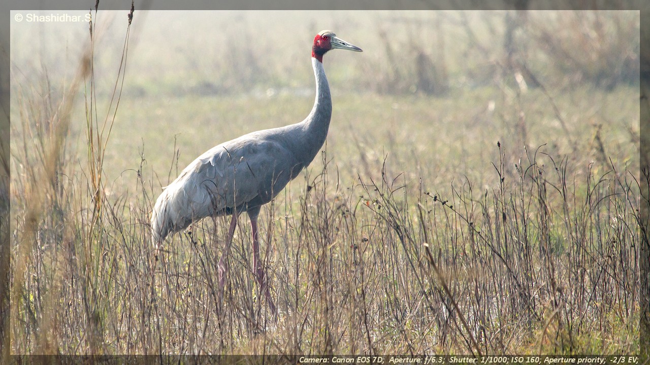 Glimpses of Kaadumedu