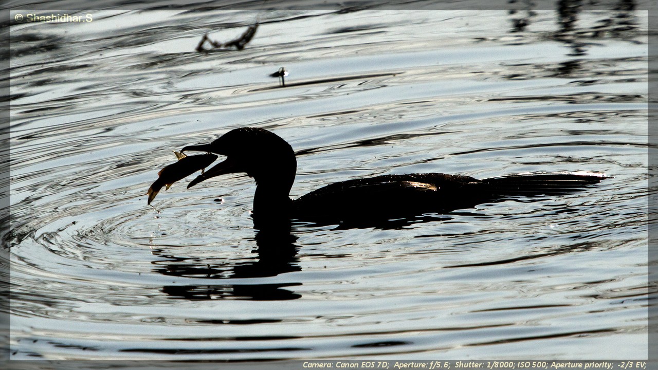 Glimpses of Kaadumedu